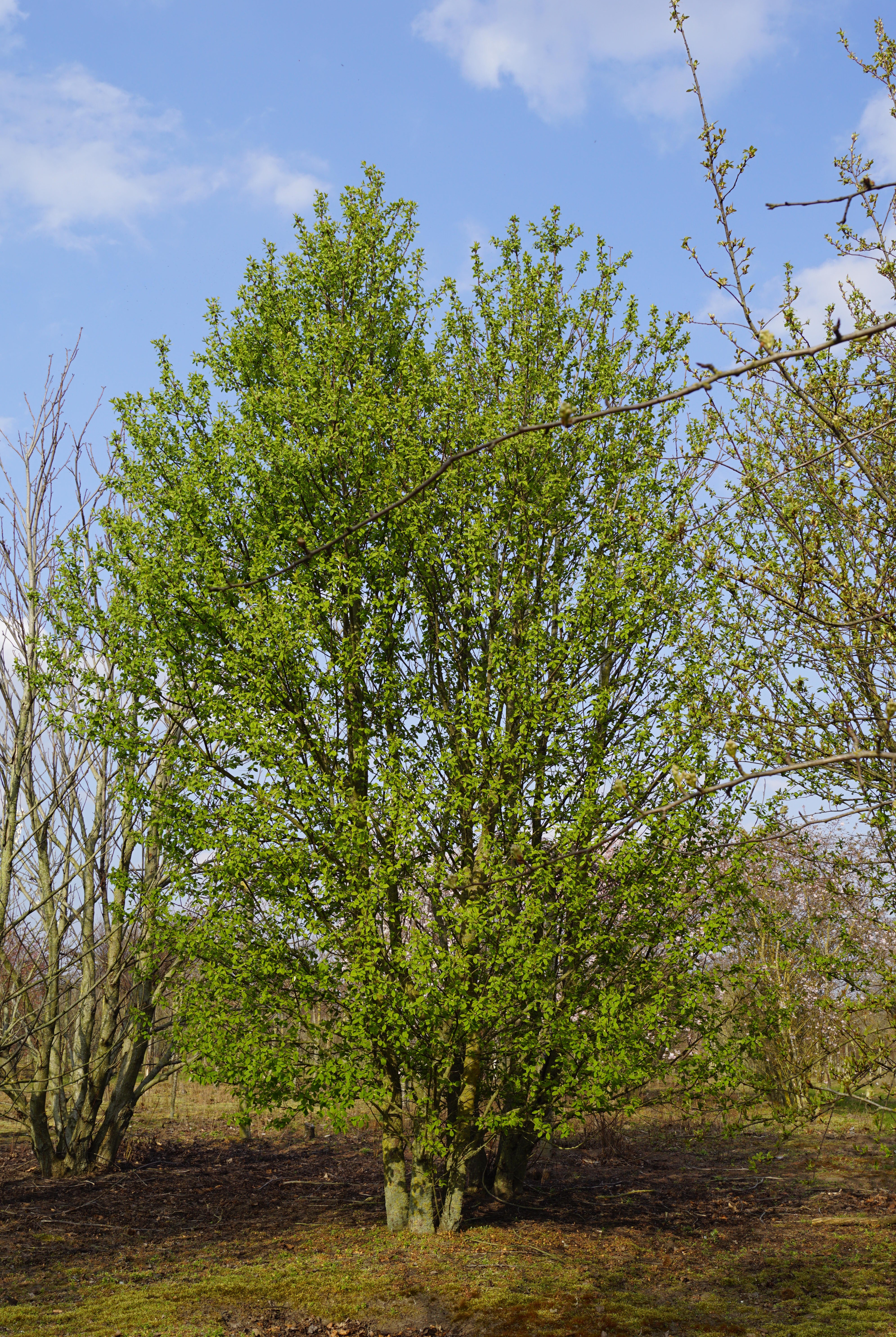 Prunus padus (1)